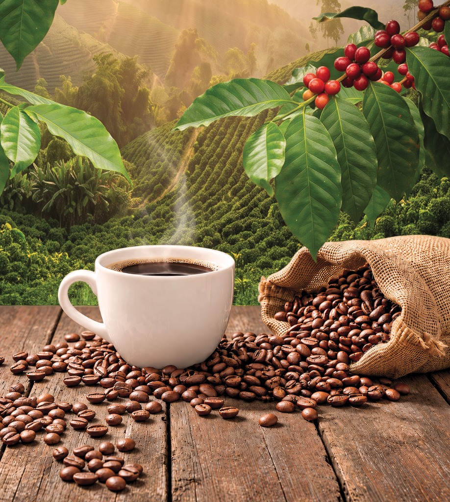 Café Dominicano de Altura en Taza con Granos Tostados y Plantación de Montaña